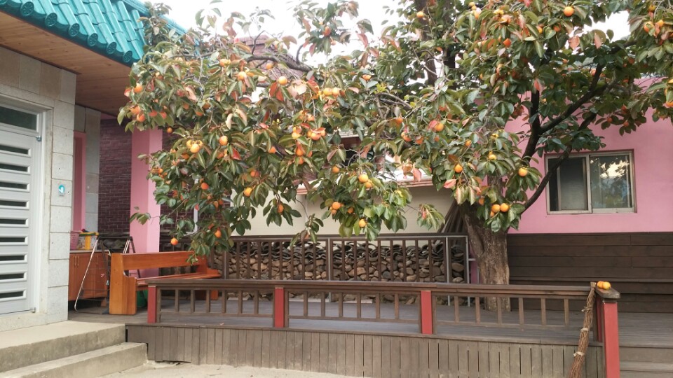 센터의 가을 /  감나무에 감이 주렁주렁